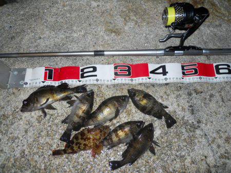 夕方～エビ撒き釣りでメバル狙い