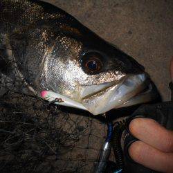 バイブ攻めで良型シーバス♪