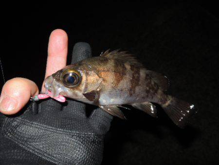 極寒メバリング