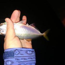 いいやんアジング