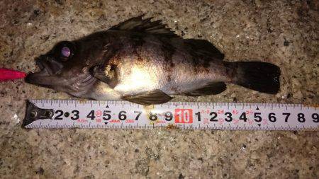 激浅メバリング