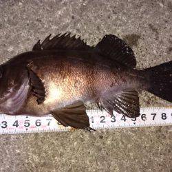 初鳴門メバリング