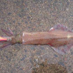 ヤリイカエギング