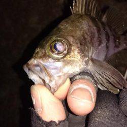 メバルプラッキング