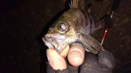 メバルプラッキング