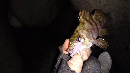 激渋メバリング