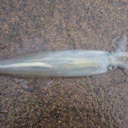 ヤリイカエギング