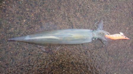 ヤリイカエギング