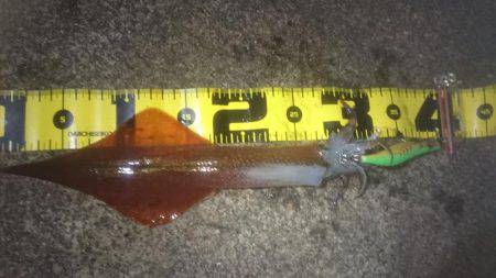 ヤリイカエギング