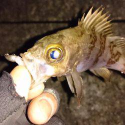 極寒メバリング