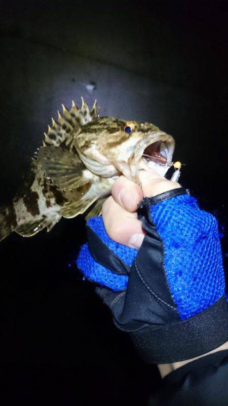 舞洲タケノコメバル