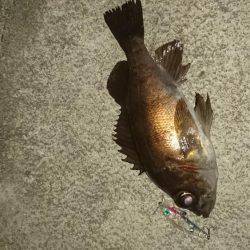 プラッキング調査