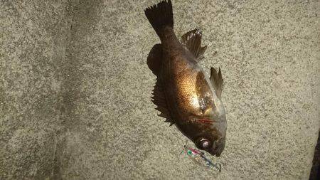 プラッキング調査