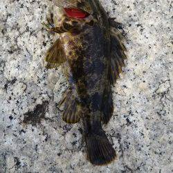 タケノコメバル