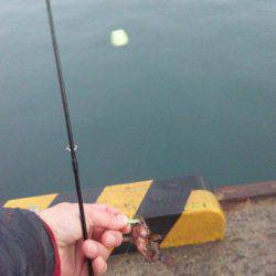 メバルorアジを求めて