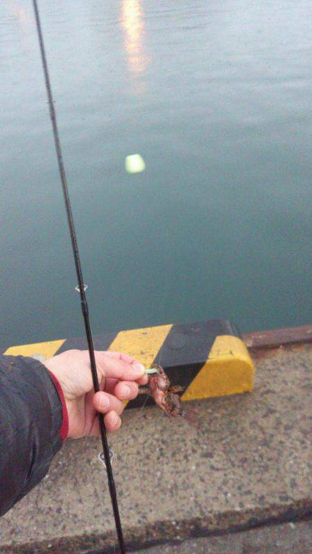 メバルorアジを求めて