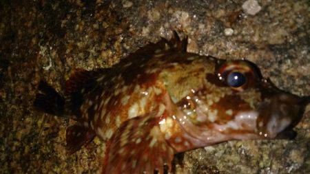 やっと釣りができる！