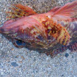 グレ狙いでしたが…