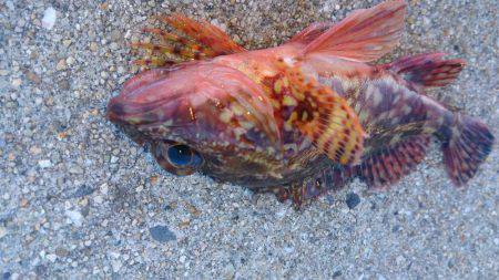 グレ狙いでしたが…