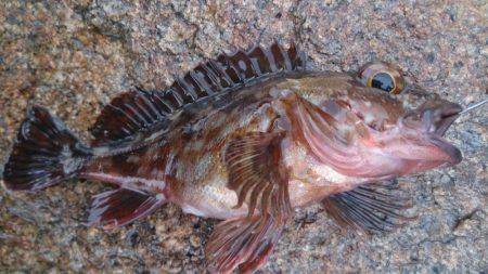 のんびりウキ釣り