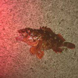 メバルはどこに？