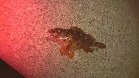 メバルはどこに？