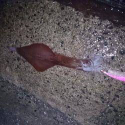 釣れる訳がない…