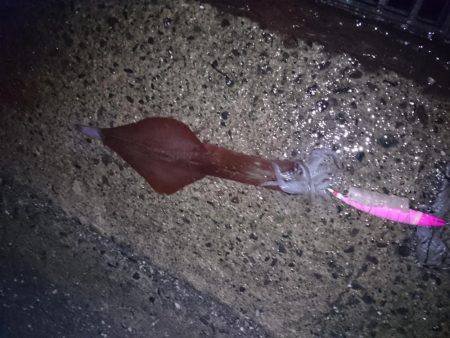 釣れる訳がない…