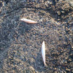 激渋の越中キス