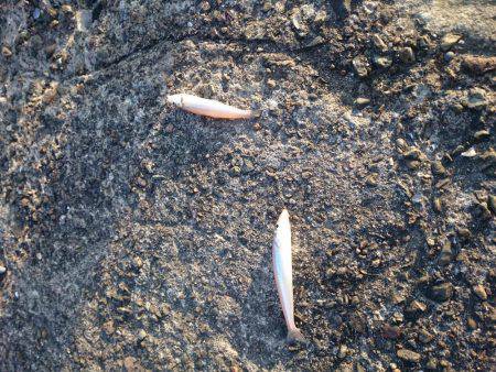 激渋の越中キス