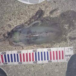 夕まずめ狙いでのアオリイカ