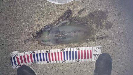 夕まずめ狙いでのアオリイカ