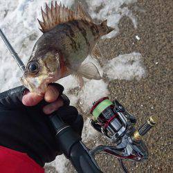 快晴メバリング