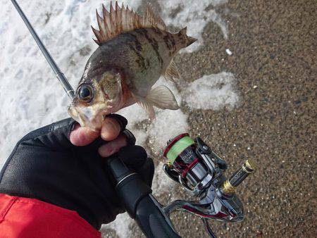 快晴メバリング