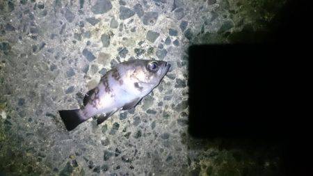 またしても強風。