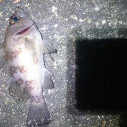 暖かいですが。