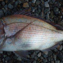 ショアジギング釣行