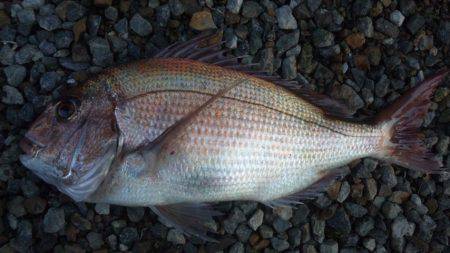 ショアジギング釣行