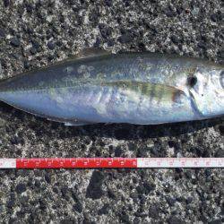 尺越えならず・・・