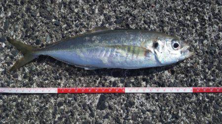 尺越えならず・・・