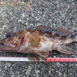 あれ・・・アジ君がいない