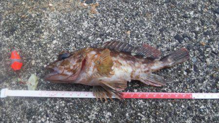 あれ・・・アジ君がいない