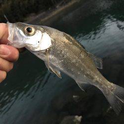 今日はセイゴ遊び！