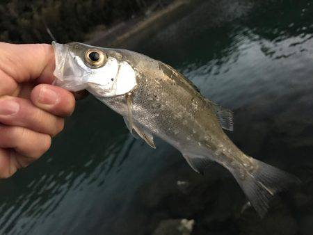 今日はセイゴ遊び！