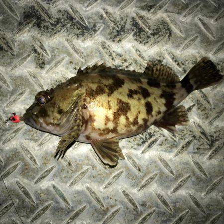 ガシラ釣れた！