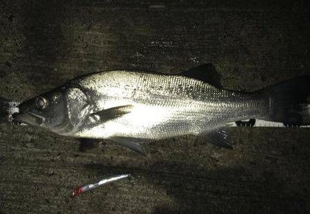 やっとセイゴ脱出！