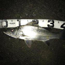 ん〜サイズダウン…