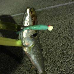 カマスの大群に遭遇