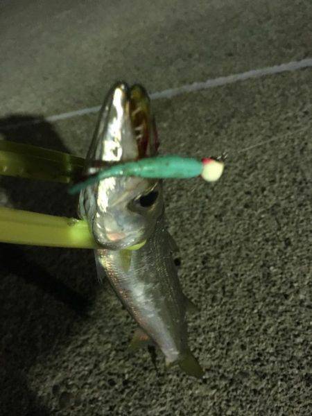 カマスの大群に遭遇