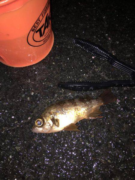 アジングのつもりが